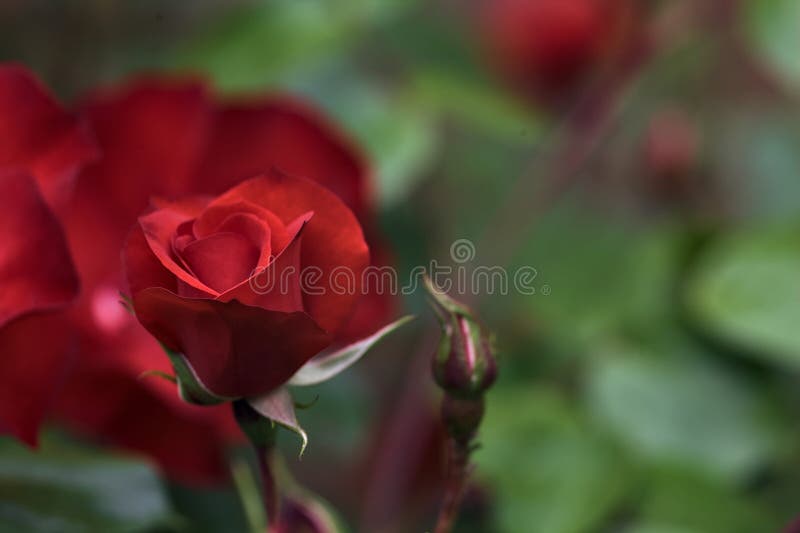 Chinese Roses in Bloom in a Bush Seen Up Close Stock Photo Image of cute, blossom 277378372