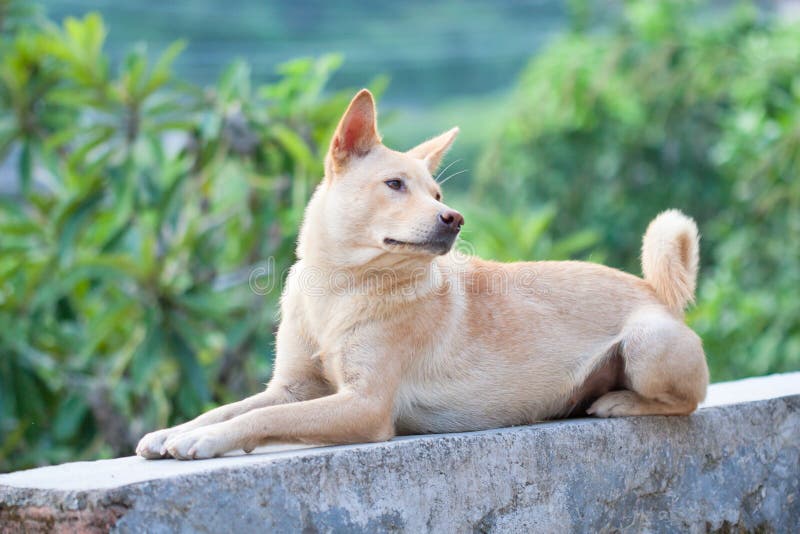 Chinese Rural Dog Portrait Photos - Free & Royalty-Free Stock Photos from  Dreamstime