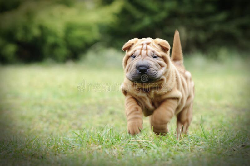 Chinese Shar pei puppy portrait