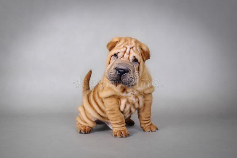 Chinese Shar pei puppy portrait