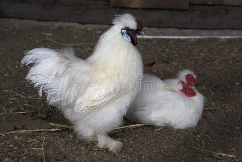 Chinese silk chicken farm stock photo. Image of chick 59540644