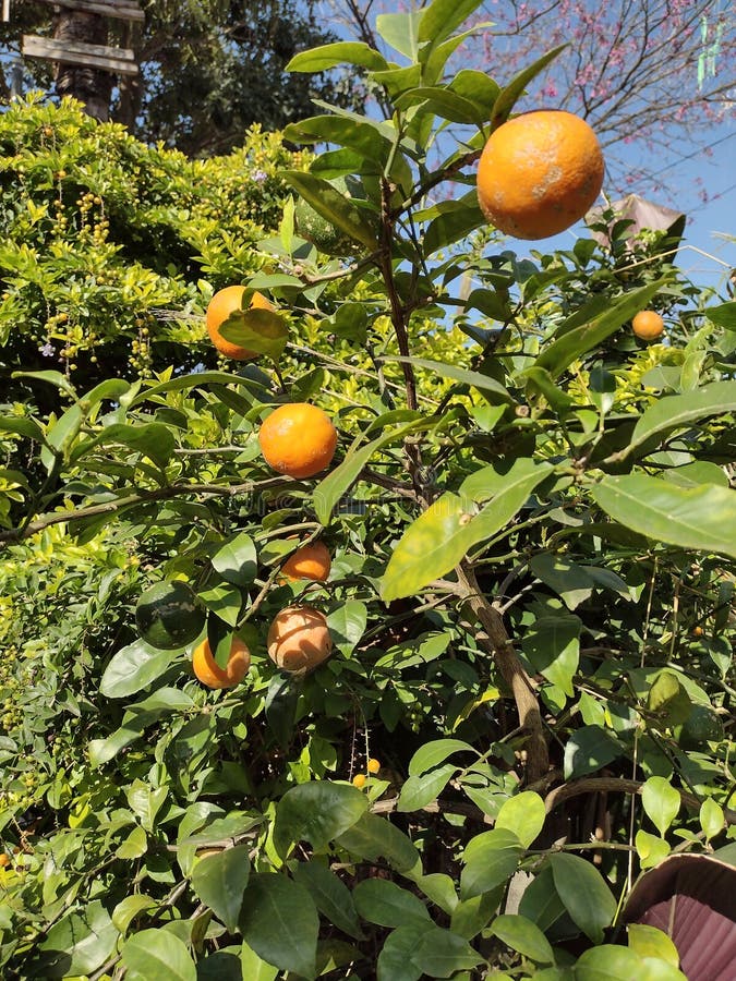 Chinese Sour Orange Tree stock image. Image of tree 250586557