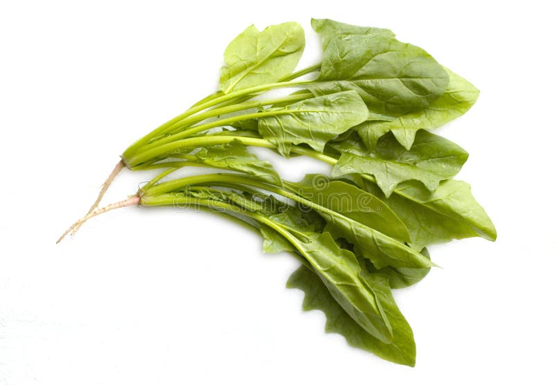 A bunch of chinese spinach stock photo. Image of vegetable 28271976