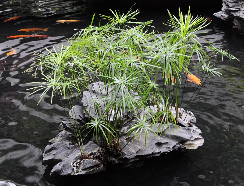 Chinese-style garden pond