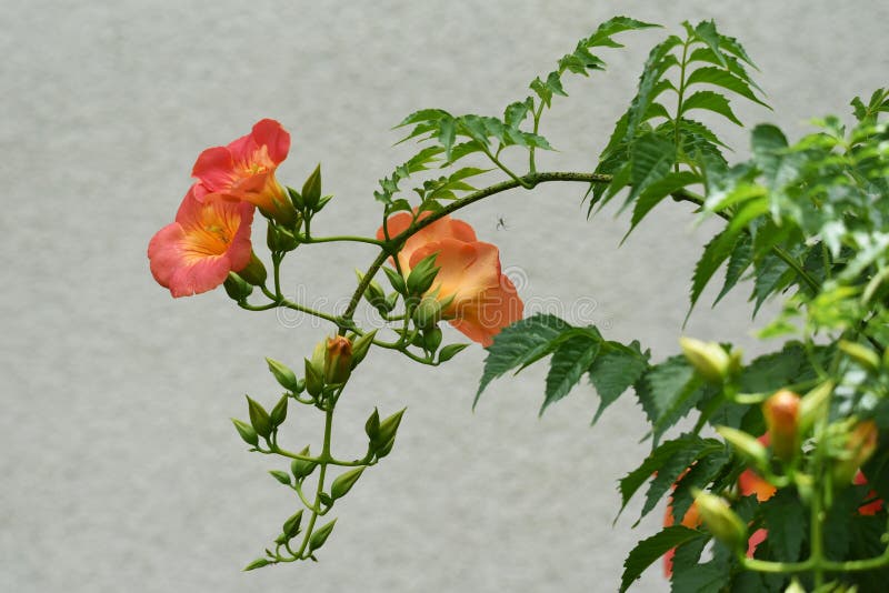 Chinese trumpet creeper stock photo. Image of green, motherly