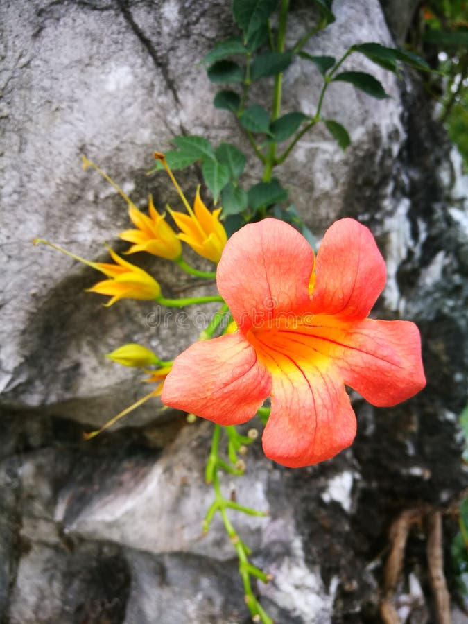 Chinese Trumpet Creeper Blooming Under the Sun Stock Image Image of