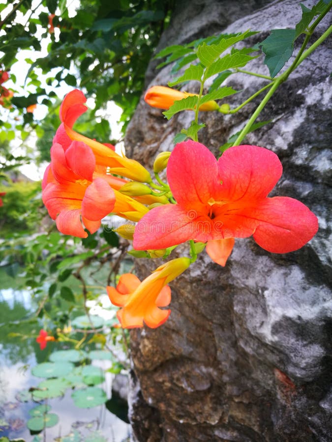 Chinese trumpet creeper stock image. Image of lingxiaohua - 75938903