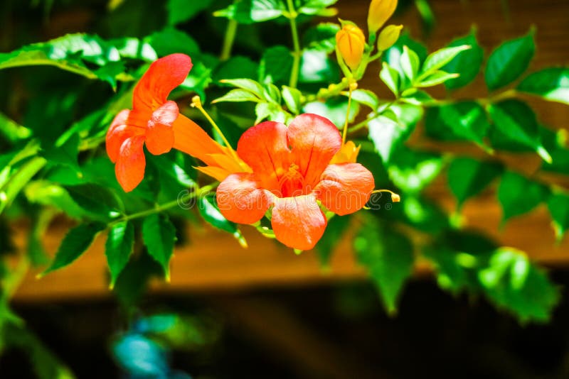 Chinese trumpet creeper stock photo. Image of green, motherly - 75980506