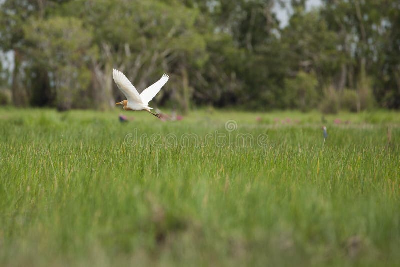 Chinese Vijverreiger - Ardeola-bacchus die boven het moerasland van Talay Noi, Pattalung-provincie vliegen van Thailand royalty-vrije stock fotografie Chinese Vijverreiger - Ardeola-bacchus die boven het moerasland van Talay Noi, Pattalung-provincie vliegen van Thailand royalty-vrije stock fotografie