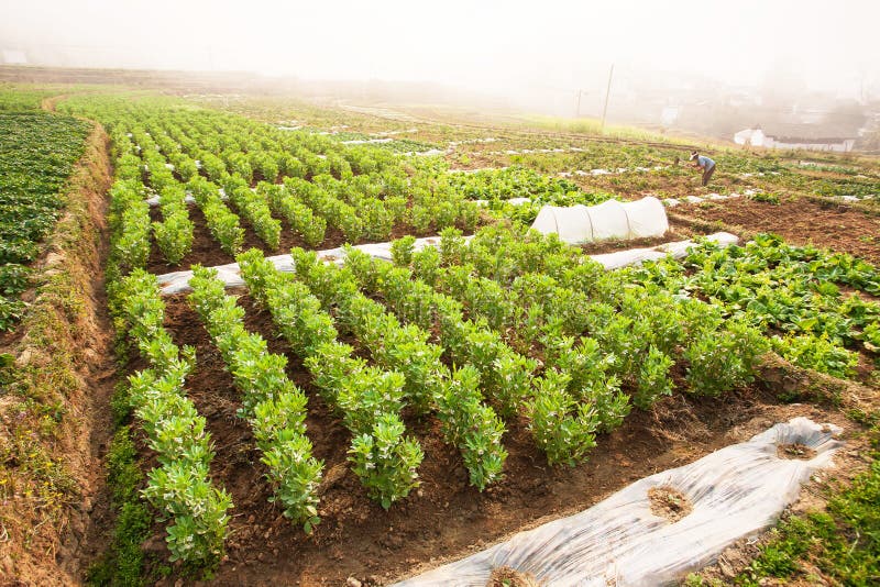 Chinese vrouw het oogsten aardappels op de gebieden op de winterochtend, oud dorp in mistachtergrond, landelijke Yunnan, China royalty-vrije stock foto's Chinese vrouw het oogsten aardappels op de gebieden op de winterochtend, oud dorp in mistachtergrond, landelijke Yunnan, China royalty-vrije stock foto's