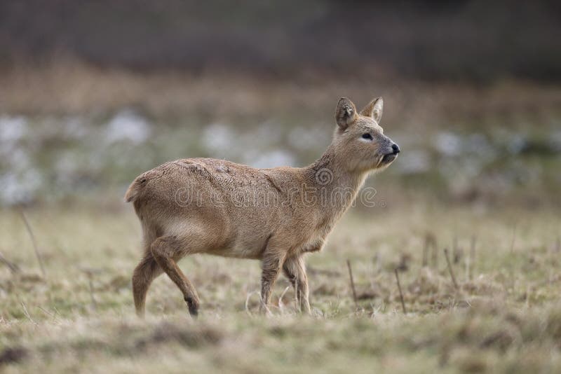 water deer