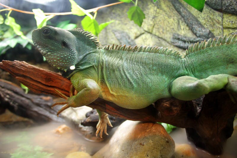 Chinese Water Dragon Stock Photos - Image: 17411553