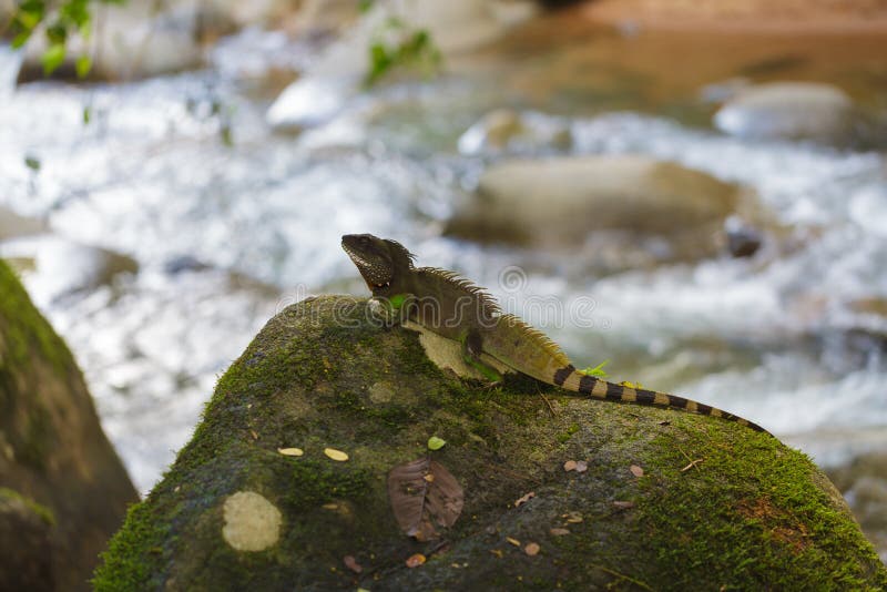 Chinese water dragon