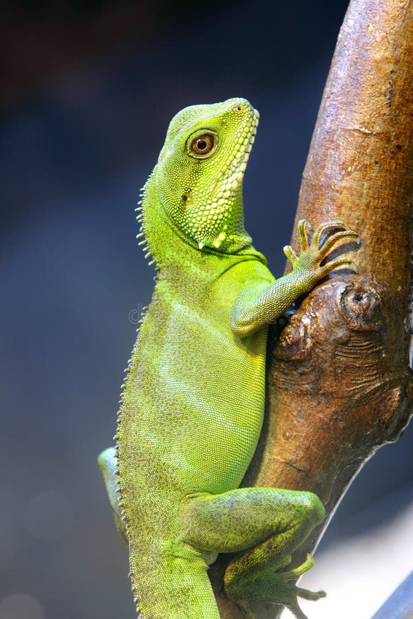 Water Dragons of Huong River, Hue, Vietnam. Stock Image Image of asia