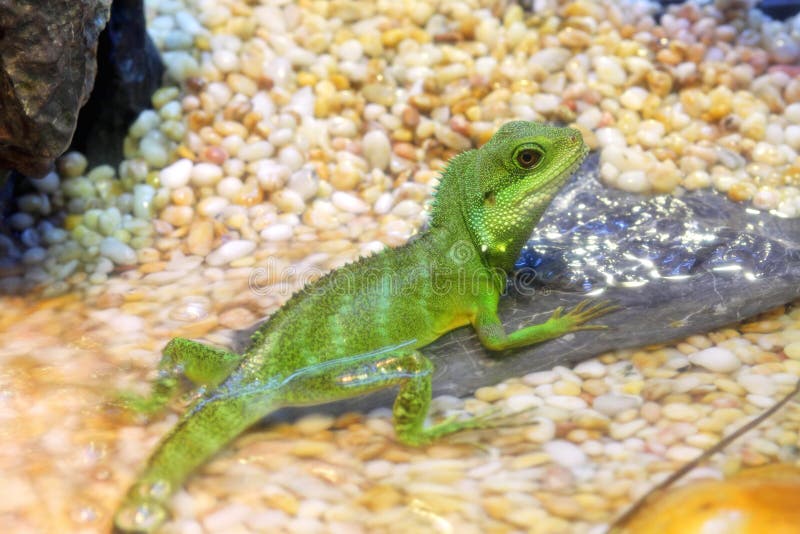 Water Dragons of Huong River, Hue, Vietnam. Stock Image Image of asia