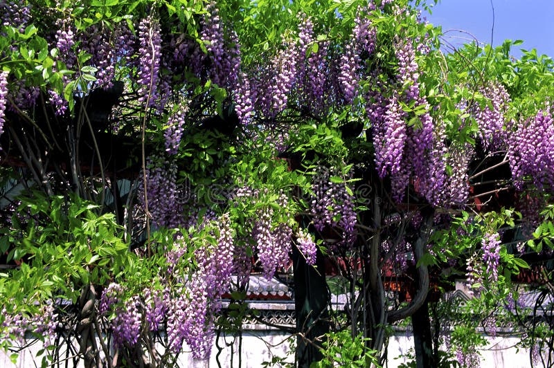 Chinese Wisteria 35553 stock image. Image of flowers - 199586513