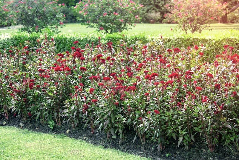 Chinese Wool Flower In the garden,Celosia argentea L.Cockscomb stock photo Chinese Wool Flower In the garden,Celosia argentea L.Cockscomb stock photo