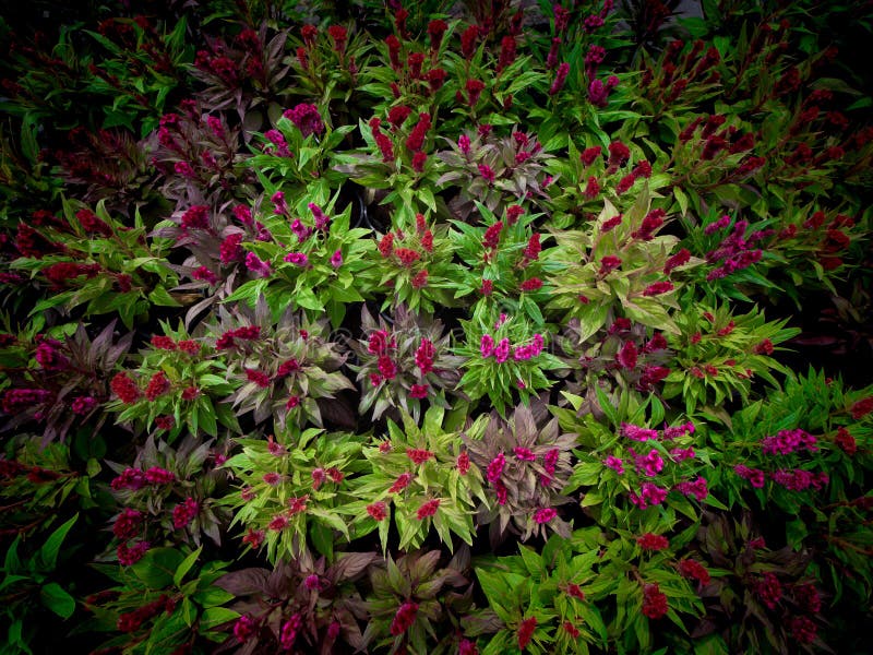 Chinese Wool Flowers Blooming on the Pots Stock Photo - Image of detail
