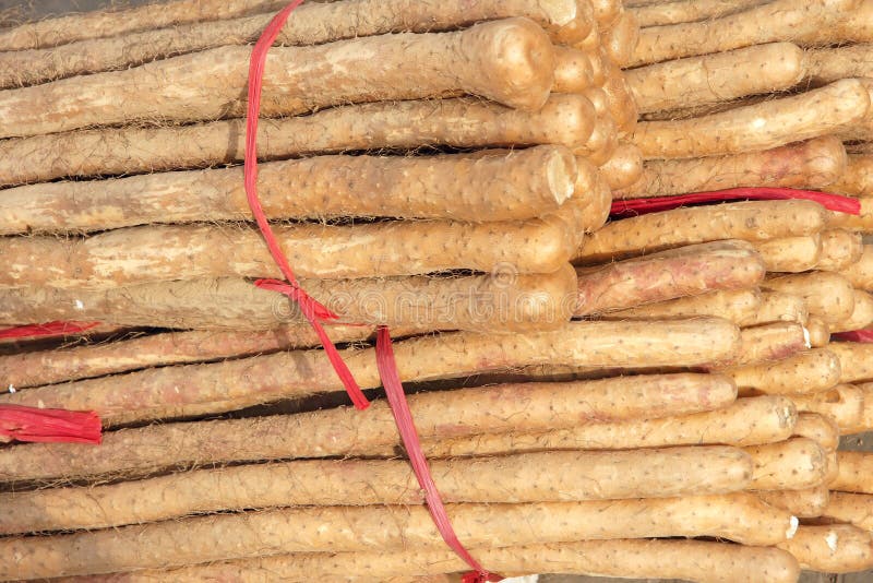 Chinese yam stock image. Image of close, japanese, chinese 29669247