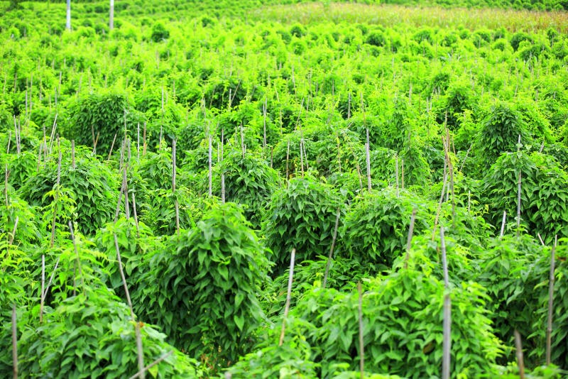 Chinese Yam Crops Stock Image Image 33119511