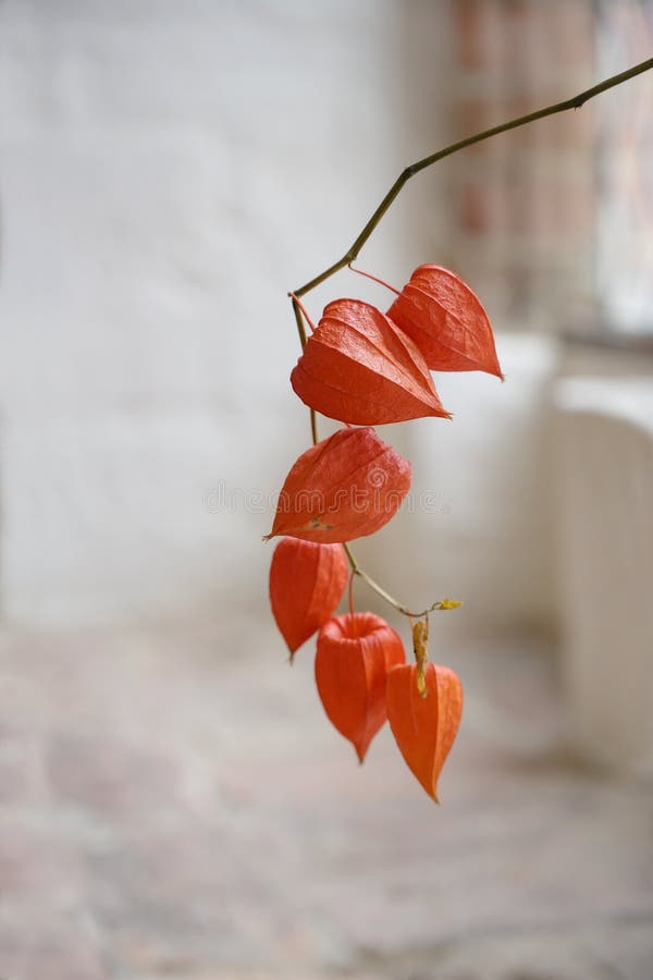 Chinesisch Lantern Physalis alkekengi, ein Zweig mit orangefarbenen Holzschalen als Dekoration in einem alten rustikalen Gebäude lizenzfreie stockfotos Chinesisch Lantern Physalis alkekengi, ein Zweig mit orangefarbenen Holzschalen als Dekoration in einem alten rustikalen Gebäude lizenzfreie stockfotos