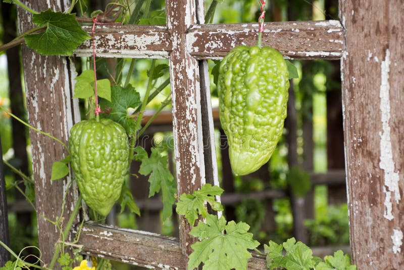 Chinesische Bittere Melone Oder Momordica Charantia Anlage Im Garten