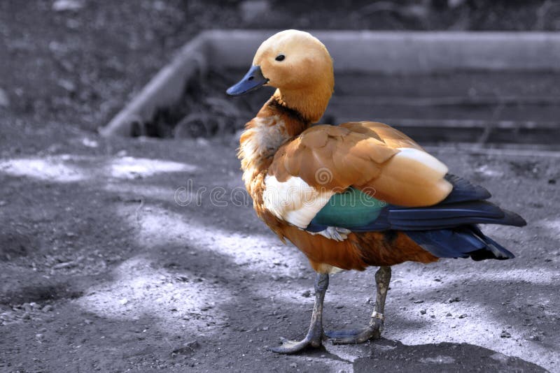 Chinesische Ente 2 stockfoto. Bild von mann, ente, rippenstücke - 12204310