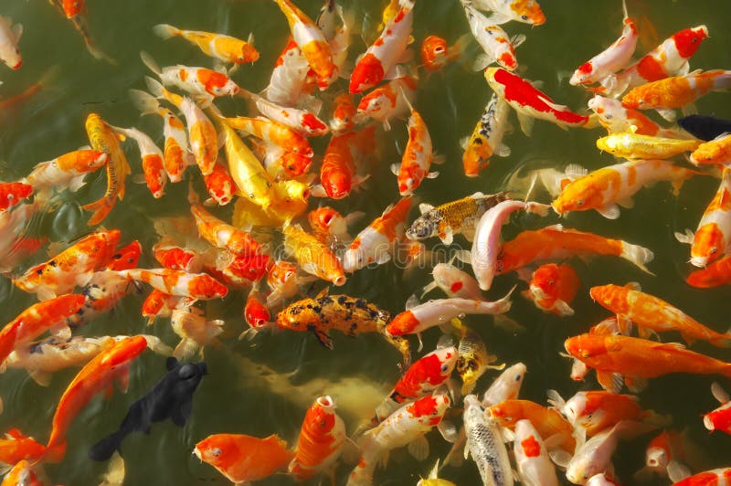 Chinesische Fische stockbild. Bild von teich, orange, japanisch 8005335