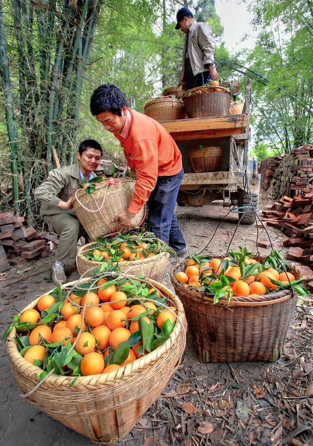 Chinesische Landwirte entladen LKW mit Orangen in den Weidenkörben, Gua stockfotografie Chinesische Landwirte entladen LKW mit Orangen in den Weidenkörben, Gua stockfotografie