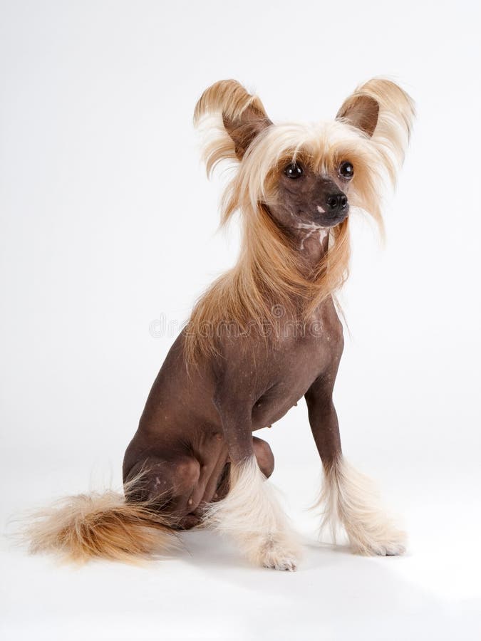 Chinesische Mit Haube Hundefrau Stockfoto Bild Von Getrennt Braun 11180430