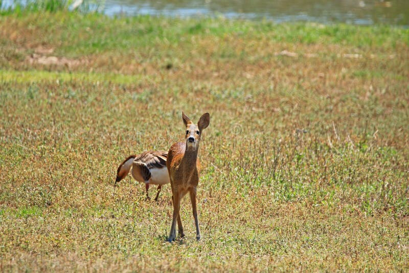 Wasserrehe Stockfoto Bild Von Organismus Fauna Asiatisch 39370508