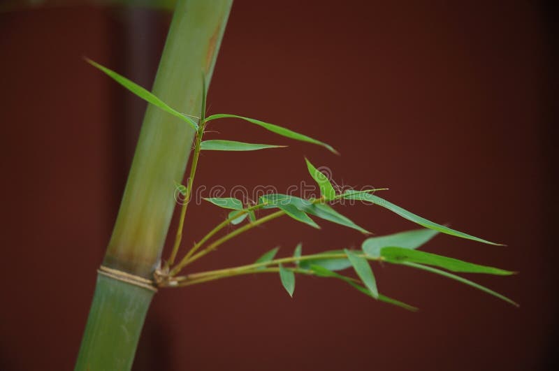 Chinesischer Bambus stockbild. Bild von leben, landschaft 1500139