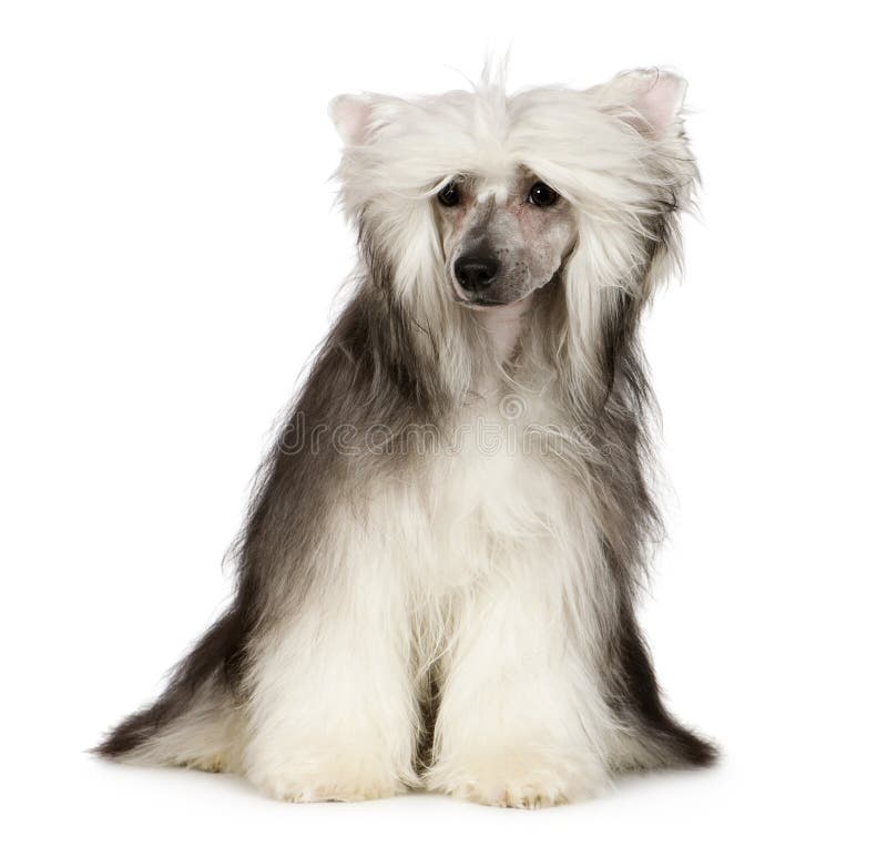 PowderpuffChinese CrestedHund Stockfoto Bild von leute, studio