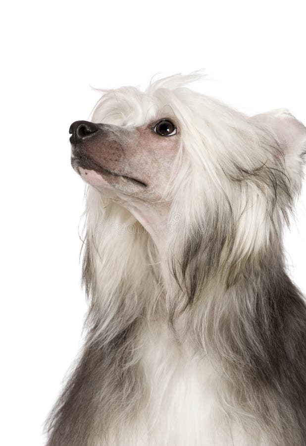 PowderpuffChinese CrestedHund Stockfoto Bild von leute, studio