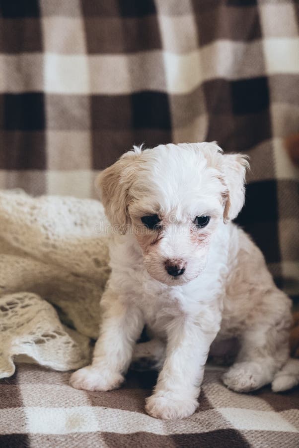 Chinesischer PowderpuffHund Auf Plane Stockbild Bild von pudel, pelz