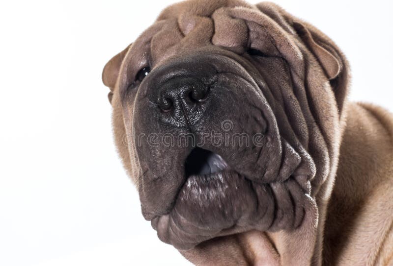 Chinesisches shar pei Porträt stockbilder Chinesisches shar pei Porträt stockbilder