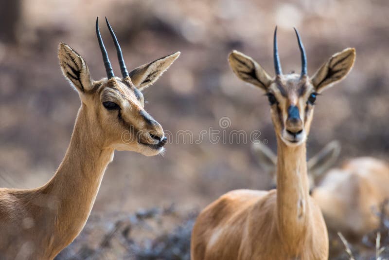 Chinkara or Indian Gazelle in alert mode