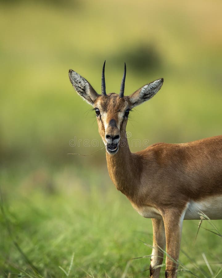 Chinkara or Indian Gazelle Antelope Animal Funny Face Portrait or Facial Expression in Outdoor Wildlife Safari at Ranthambore Stock Image - Image of action, chinkara: 245790823 Chinkara or Indian Gazelle Antelope Animal Funny Face Portrait or Facial Expression in Outdoor Wildlife Safari at Ranthambore Stock Image - Image of action, chinkara: 245790823