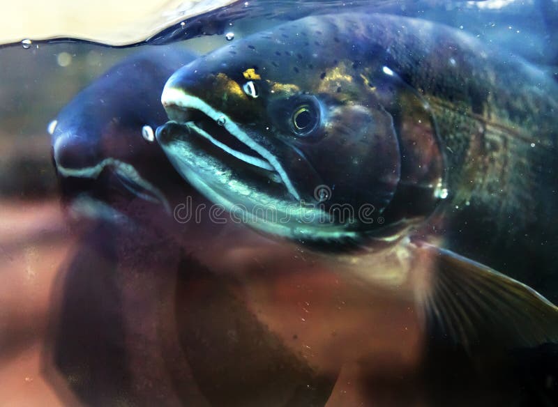 Salmon Head Close Up Issaquah Hatrhery Washington. Salmon swim up the Issaquah creek and are caught in the Hatchery. In the Hatchery, they will be killed for their eggs and sperm, which will be used to create more salmon. Salmon Head Close Up Issaquah Hatrhery Washington. Salmon swim up the Issaquah creek and are caught in the Hatchery. In the Hatchery, they will be killed for their eggs and sperm, which will be used to create more salmon.