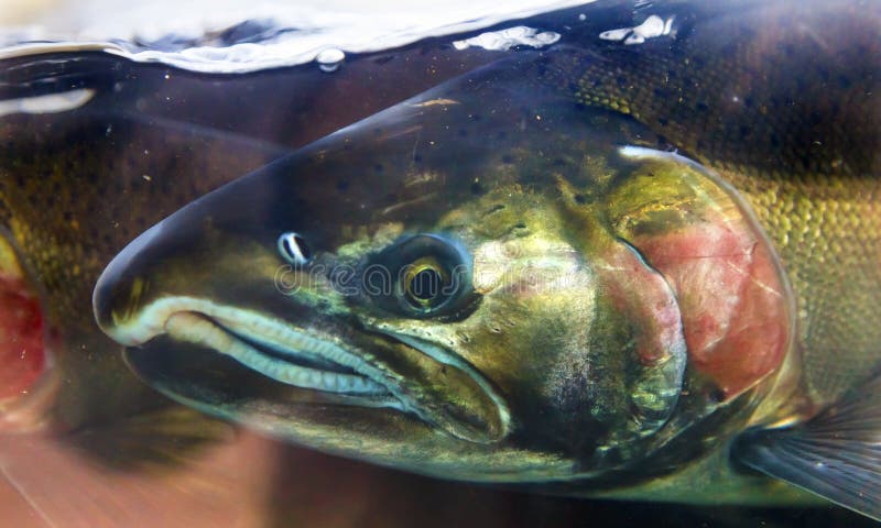 Salmon Head Close Up Issaquah Hatrhery Washington. Salmon swim up the Issaquah creek and are caught in the Hatchery. In the Hatchery, they will be killed for their eggs and sperm, which will be used to create more salmon. Salmon Head Close Up Issaquah Hatrhery Washington. Salmon swim up the Issaquah creek and are caught in the Hatchery. In the Hatchery, they will be killed for their eggs and sperm, which will be used to create more salmon.