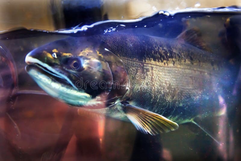 Salmon Head Close Up Oncorhynchus tshawytscha Issaquah Hatrhery Washington. Salmon swim up the Issaquah creek and are caught in the Hatchery. In the Hatchery, they will be killed for their eggs and sperm, which will be used to create more salmon. Salmon Head Close Up Oncorhynchus tshawytscha Issaquah Hatrhery Washington. Salmon swim up the Issaquah creek and are caught in the Hatchery. In the Hatchery, they will be killed for their eggs and sperm, which will be used to create more salmon.