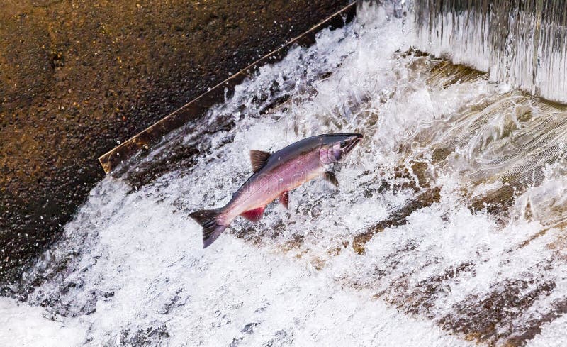 Salmon Jumping Dam Issaquah Hatrhery Washington. Salmon swim up the Issaquah creek and are caught in the Hatchery. In the Hatchery, they will be killed for their eggs and sperm, which will be used to create more salmon. Salmon Jumping Dam Issaquah Hatrhery Washington. Salmon swim up the Issaquah creek and are caught in the Hatchery. In the Hatchery, they will be killed for their eggs and sperm, which will be used to create more salmon.