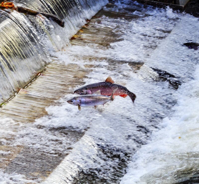 Salmon Jumping Dam Issaquah Hatrhery Washington. Salmon swim up the Issaquah creek and are caught in the Hatchery. In the Hatchery, they will be killed for their eggs and sperm, which will be used to create more salmon. Salmon Jumping Dam Issaquah Hatrhery Washington. Salmon swim up the Issaquah creek and are caught in the Hatchery. In the Hatchery, they will be killed for their eggs and sperm, which will be used to create more salmon.