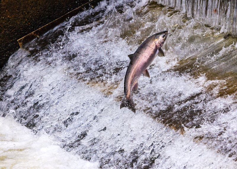 Salmon Jumping Dam Issaquah Hatrhery Washington. Salmon swim up the Issaquah creek and are caught in the Hatchery. In the Hatchery, they will be killed for their eggs and sperm, which will be used to create more salmon. Salmon Jumping Dam Issaquah Hatrhery Washington. Salmon swim up the Issaquah creek and are caught in the Hatchery. In the Hatchery, they will be killed for their eggs and sperm, which will be used to create more salmon.