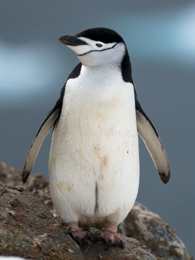 Chinstrap Penguin stock image Chinstrap Penguin stock image