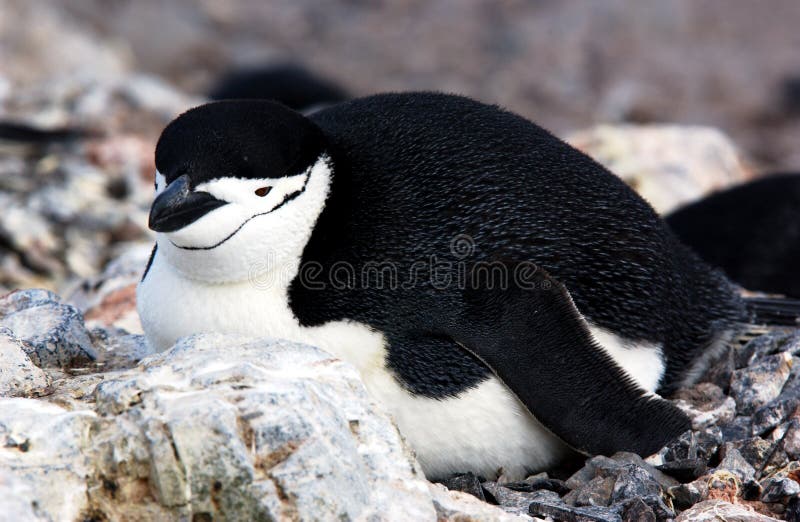 chinstrap penguin στοκ φωτογραφίες με δικαίωμα ελεύθερης χρήσης chinstrap penguin στοκ φωτογραφίες με δικαίωμα ελεύθερης χρήσης