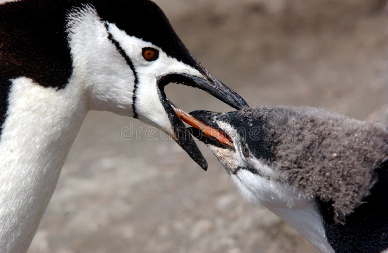 Chinstrap penguin