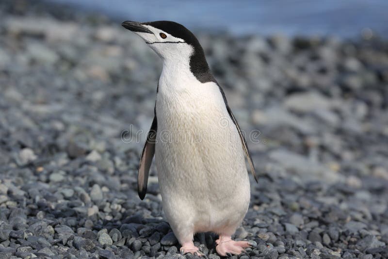 Chinstrap Penguin in Antarctica Stock Photo - Image of chinstrap