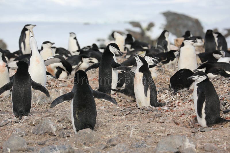 Chinstrap Penguin Rookery In Antarctica Stock Image - Image of cold