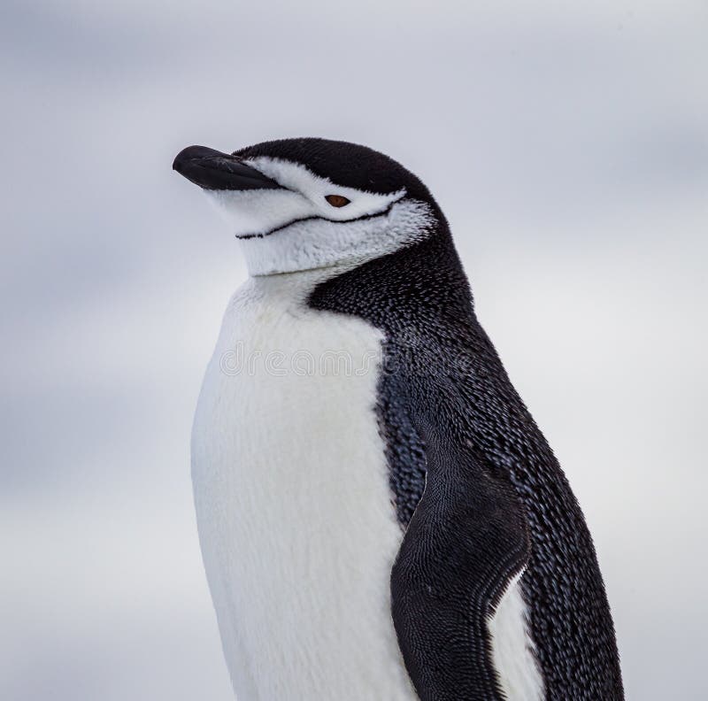 Chinstrap penguin με τα προφανή σημάδια πηγουνιών της Ανταρκτικής στοκ φωτογραφίες με δικαίωμα ελεύθερης χρήσης Chinstrap penguin με τα προφανή σημάδια πηγουνιών της Ανταρκτικής στοκ φωτογραφίες με δικαίωμα ελεύθερης χρήσης